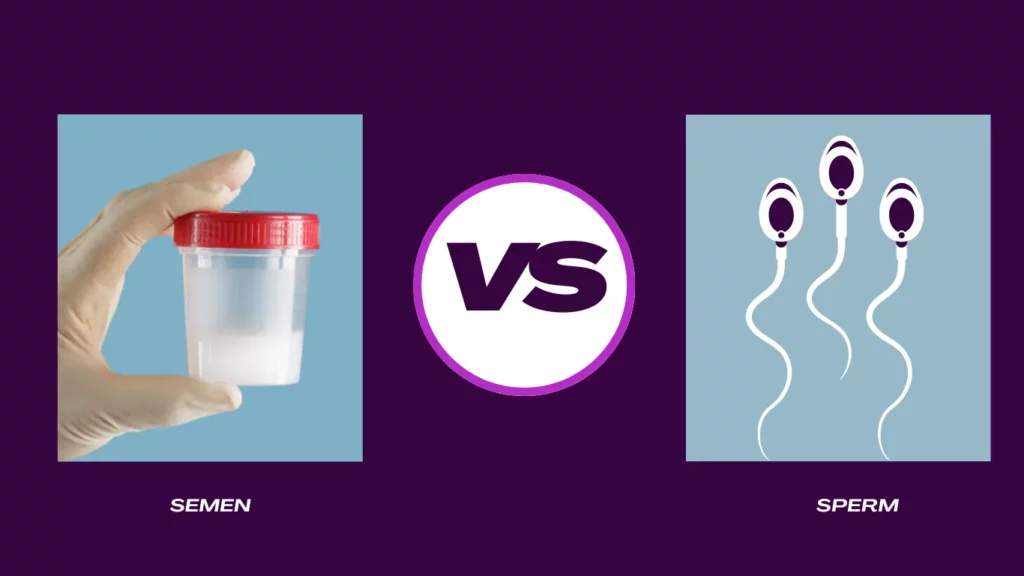 Semen vs Sperm