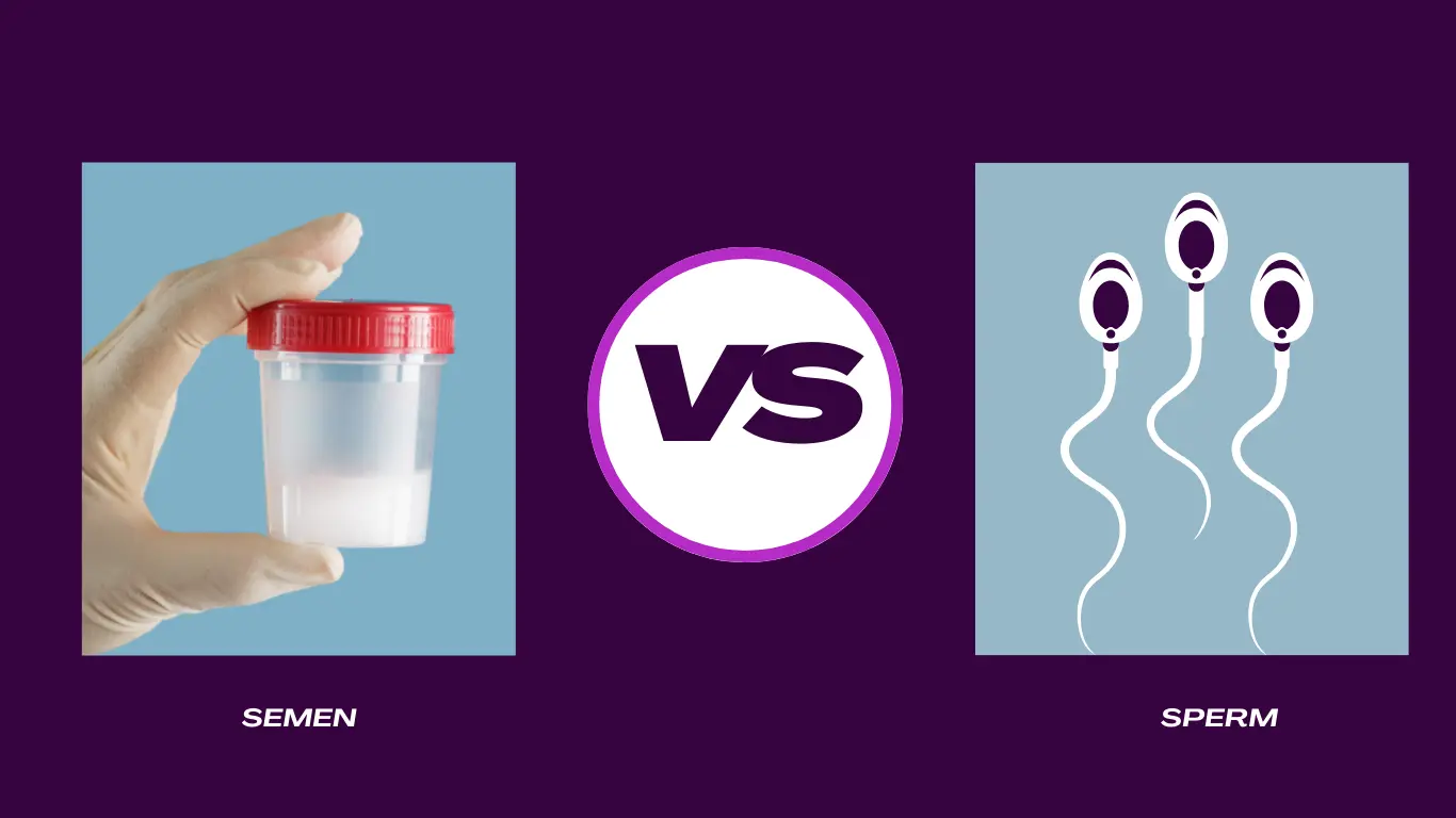 Semen vs Sperm: Mastering the Basics